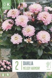 Dahlia Decorative Border Melody Harmony