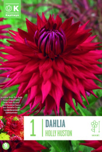 Dahlia Decorative Holly Huston