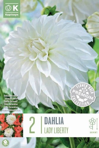 Dahlia Decorative Lady Liberty