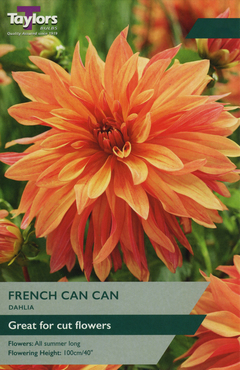 Dahlia French Cancan