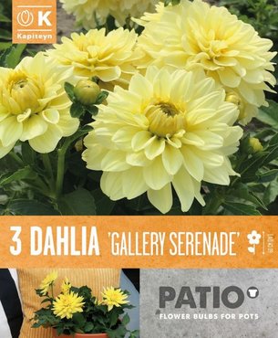 Dahlia Gallery Serenade