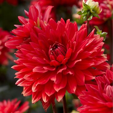 Dahlia Garden Wonder 3 Litre