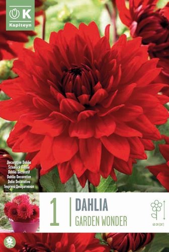 Dahlia Decorative Garden Wonder