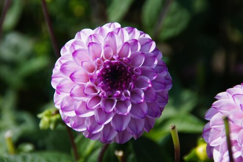 Dahlia Genova 3 Litre