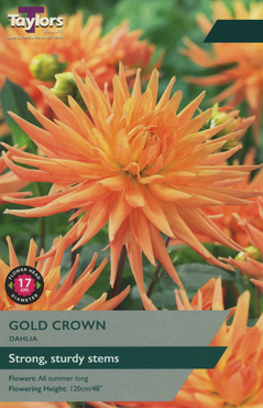 Dahlia Gold Crown