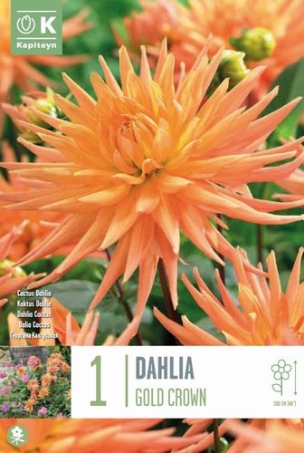 Dahlia Cactus  Gold Crown