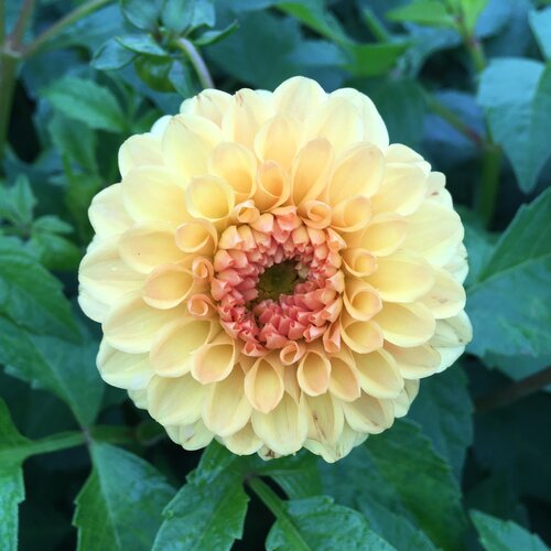 Dahlia Golden Scepter 3 Litre