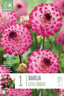 Dahlia Pompon Little Robert