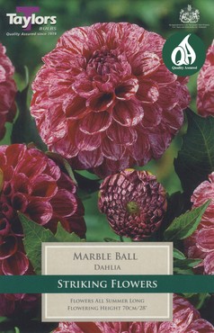 Dahlia Marble Ball