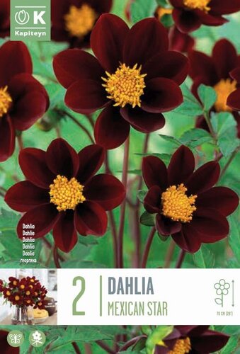 Dahlia Mexican Star