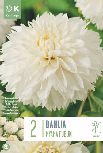 Dahlia Myami Fubuki