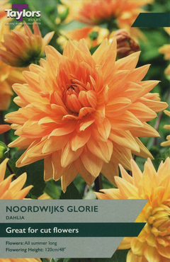 Dahlia Noordwijk'S Glory