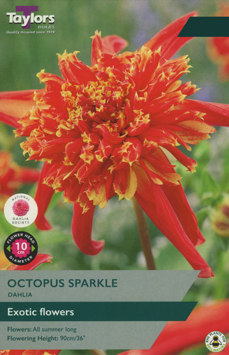 Dahlia Octopus Sparkle