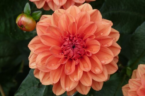 Dahlia Orange Nugget 3 Litre