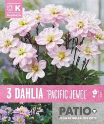 Dahlia Pacific Jewel