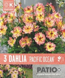 Dahlia Pacific Ocean