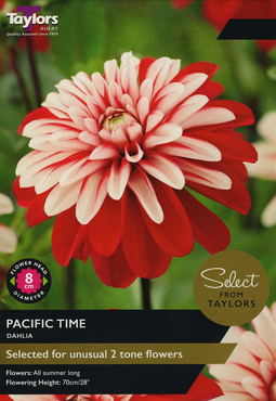 Dahlia Pacific Time