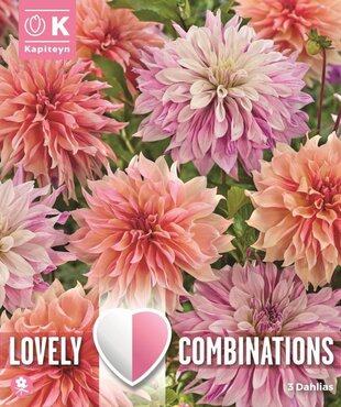 Combi Dahlia Decorative Pastel Paint