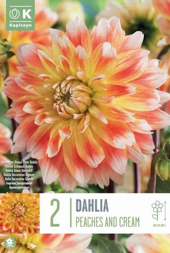 Dahlia Decorative Peaches And Cream