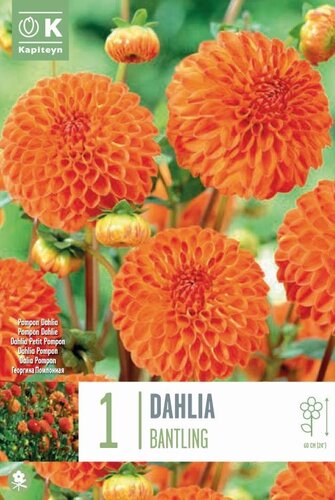 Dahlia Pompon Bantling