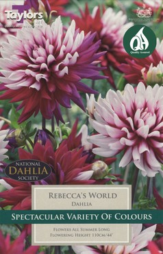 Dahlia Rebecca's World