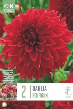 Dahlia Red Fubuki