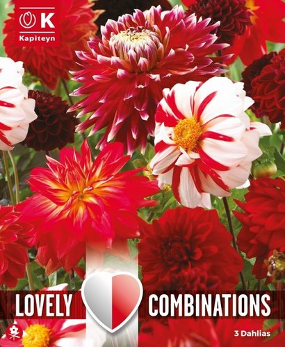 Combi Dahlia Red & White Shades