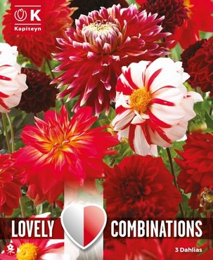 Combi Dahlia Red & White Shades