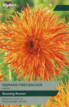 Dahlia Rejmans Firecracker