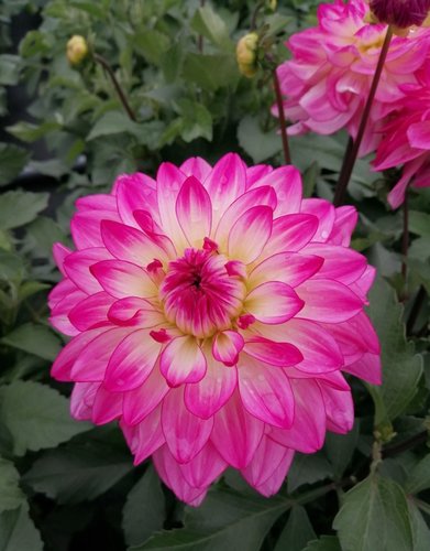 Dahlia Sincerity Rose Bicolour 3 Litre