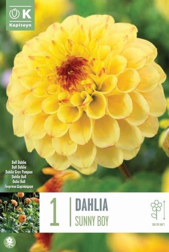 Dahlia Ball Sunny Boy