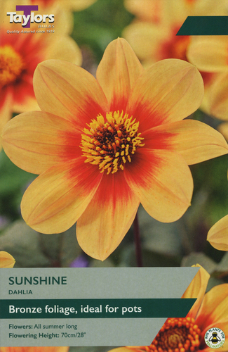 Dahlia Sunshine