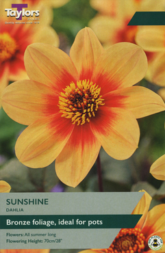 Dahlia Sunshine