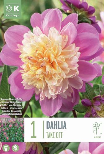 Dahlia Anemone Take Off