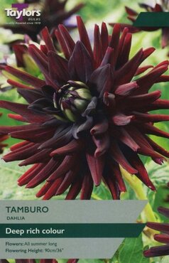 Dahlia Tamburo