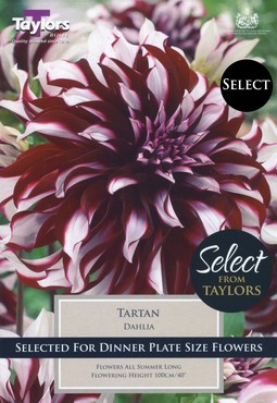 Dahlia Tartan