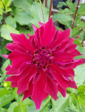 Dahlia Thomas Edison 5 litre