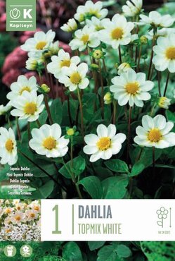 Dahlia Topmix White