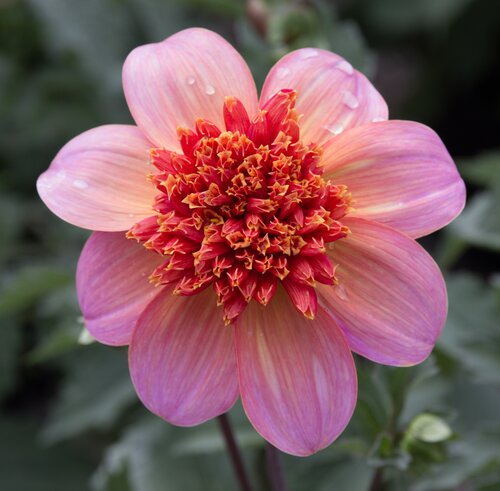 Dahlia Totally Tangerine 3 Litre