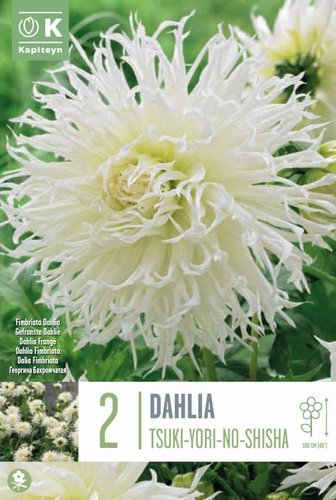 Dahlia Cactus Spider Tsuki-Yori-No-Shisha