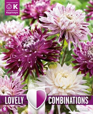 Combi Dahlia Decorative Violet And White Shades