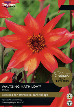 Dahlia Waltzing Matilda