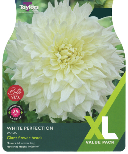 Dahlia White Perfection XL