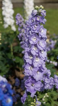 Delphinium Aurora Lavender 3 Litre