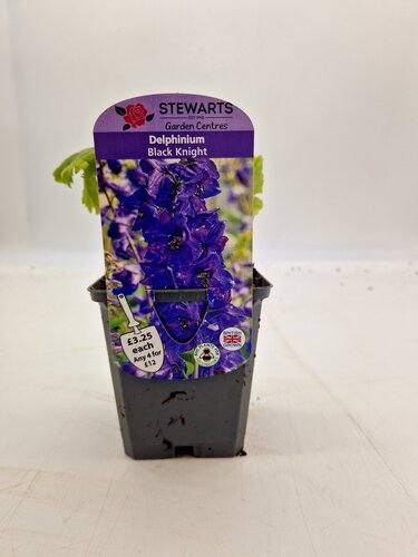 Delphinium Black Knight 9cm