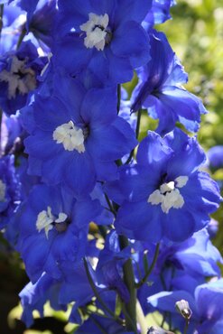 Delphinium Blue Nile 2 Litre