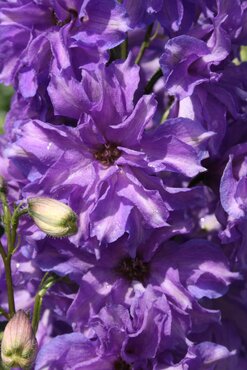 Delphinium Breezin 3 Litre