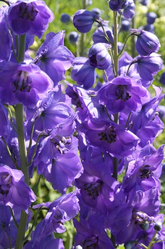 Delphinium Faust 2 Litre