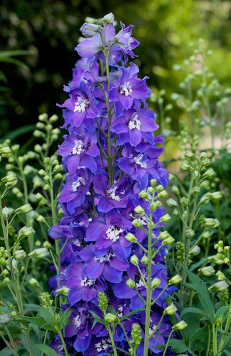 Delphinium Glitzy 3 Litre