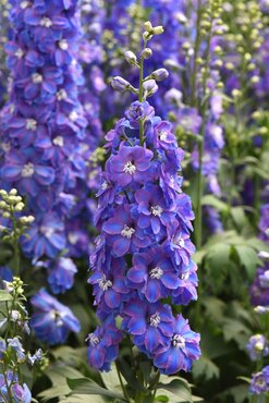 Delphinium Guardian Blue 2 Litre